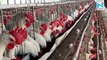 India reported its first case of human death due to bird flu after a child succumbed to the disease.