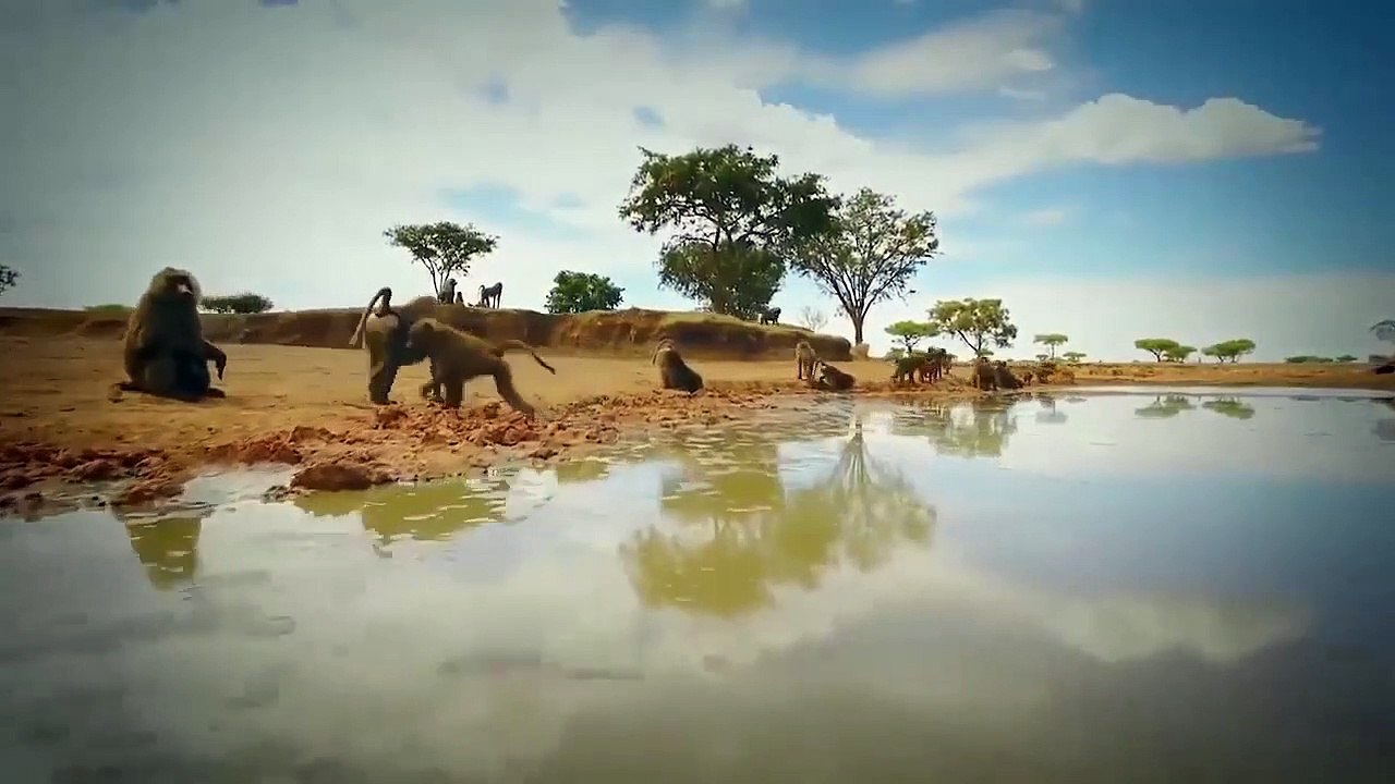 Gorilla vs Crocodile! Baboon Fights One Like The Gods To Save Impala and Baby Baboon From Crocodile