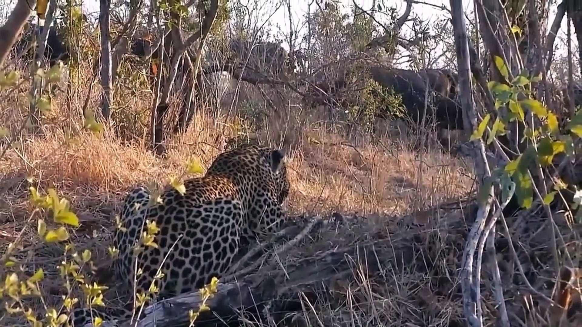 OMG! Leopard Clash Mistaken Buffalo Buffalo So Frenzied Attack Leopard Leopard, Buffalo, Lion