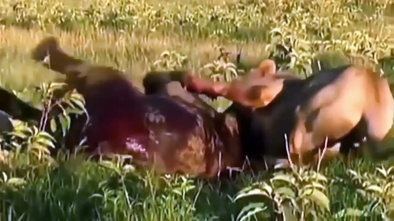 OMG Speed Race Between Antelope vs Wild Dog Who Will Be Winner Antelope, Wild Dog, Crocodile