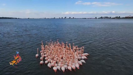 محمية غيديز.. جنة الطيور ومملكة الفلامنغو في إزمير التركية