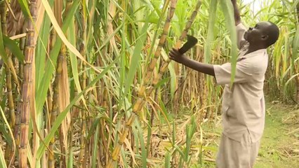 مساعي لتطوير السياحة والزراعة في شواطئ كينيا المطلة على بحيرة فكتوريا