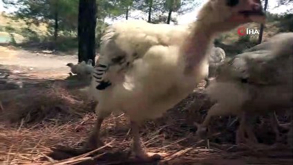 (ADANA- Adana 300 civciv ölüme terk edildi