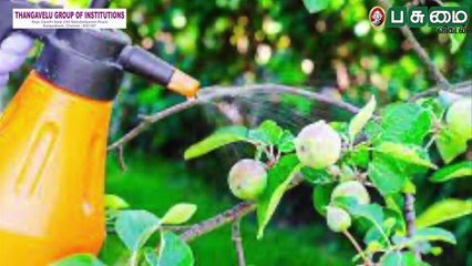 மாடித்தோட்டத்தில் வெங்காயம்... உஷாராக இருக்க வேண்டிய நேரம் இது | Terrace Garden