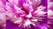 Wonderful World of Flowers - Video for flower lovers