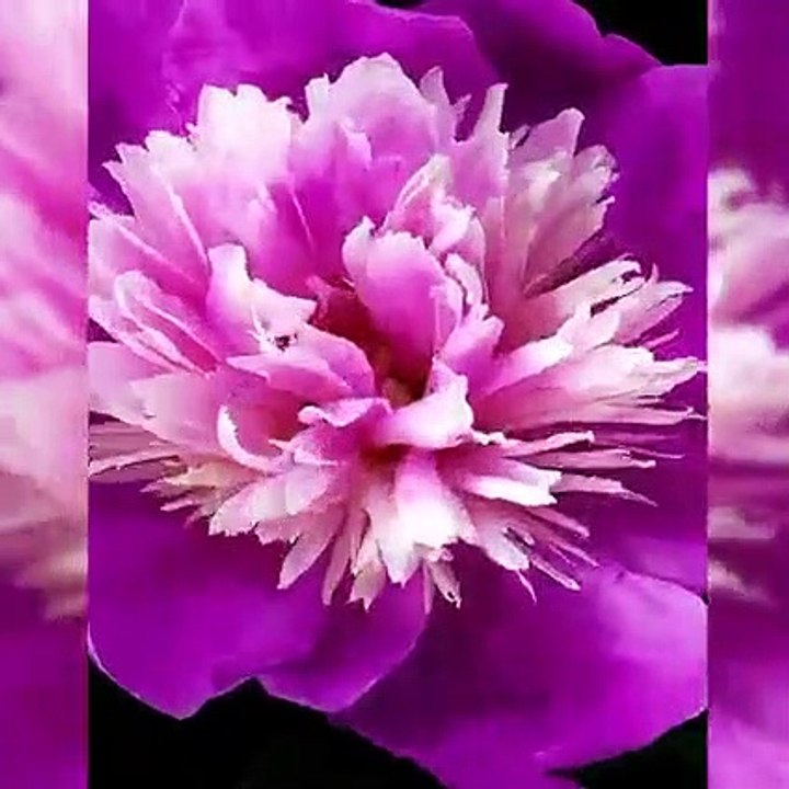 Wonderful World of Flowers Video for flower lovers video Dailymotion