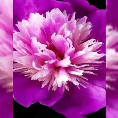 Wonderful World of Flowers - Video for flower lovers