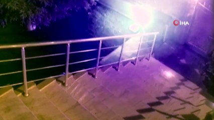 Cesur kedi apartmana girmek isteyen tilkiyi böyle püskürttü