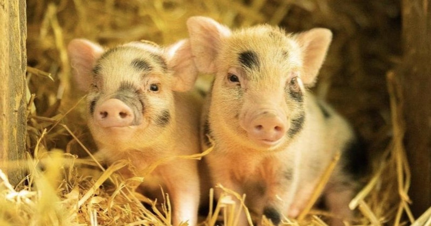 Devenez le parrain ou la marraine de cochons sauvés de l'abattoir grâce à l'association Groin Groin