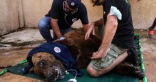 Souffrant de malnutrition, ces deux ours vont quitter leur zoo libanais pour une vie meilleure dans un refuge américain