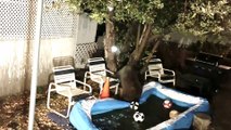 Family of Bears Enjoy a Late Night Pool Party