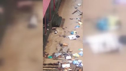 Arhavi'de suya kapılan ve yüzerek vatandaşların olduğu bölgeye gelen köpek kurtarıldı