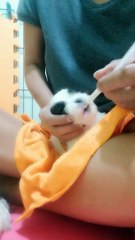 1st food ng mga bebe