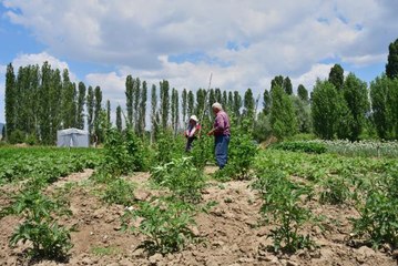 Emekli olup döndüğü köyünde organik tarıma başladı
