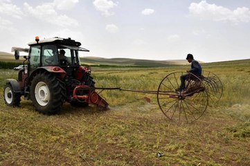 Başkentli çiftçiler kırmızı mercimek hasadına başladı