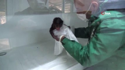 Annesinin reddettiği babun yavrusu özel bakımla hayata tutundu