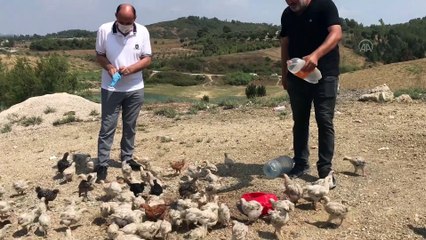 ADANA - Araziye terk edilen yaklaşık 300 civciv korumaya alındı