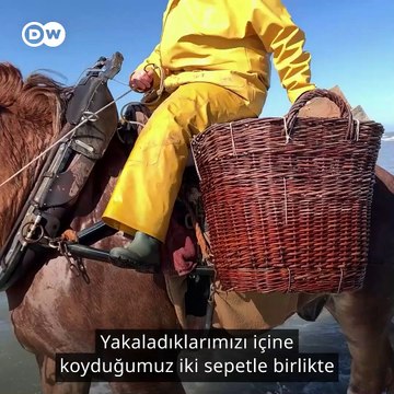 Alışılmadık bir Belçika geleneği: At sırtında balıkçılık