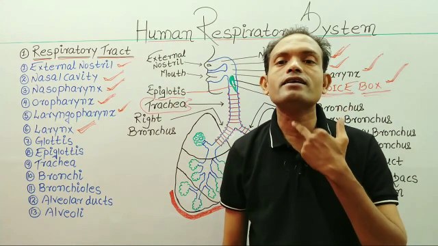 10th biology,human respiratory system,ms patel e learning