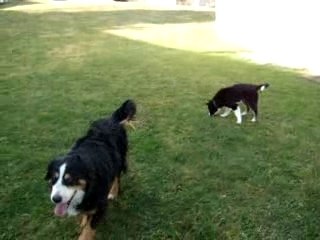 mobeetie et cheyenne