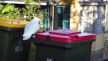 Comment les cacatoès apprennent à ouvrir les poubelles
