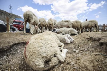 Başkentte bayramın üçüncü gününde de hayvan pazarlarında kurban satışları sürüyor