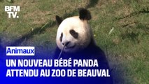 Un bébé panda va naître dans une dizaine de jours au zoo de Beauval