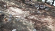 Adana'daki baraj gölünde yüzlerce civciv ölüme terk edildi