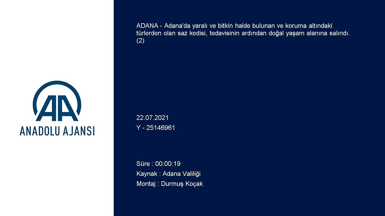 ADANA - Tedavisi tamamlanan saz kedisi doğaya bırakıldı - (2)