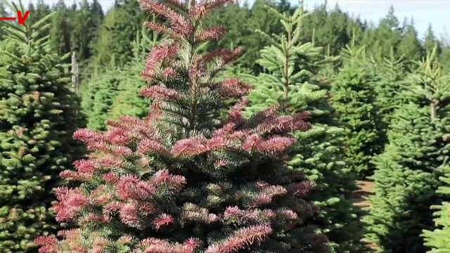Oregon Wildfire Could Cancel Christmas Trees as Extreme Heat Kills Crops