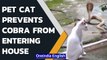 Cat prevents Cobra from entering house, saves family| Bhubaneswar| Oneindia News