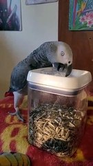 Smart Bird Breaks into Snacks