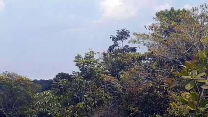 Airbus A320 PR-TYF na aproximação final antes de pousar em Manaus vindo de Brasília