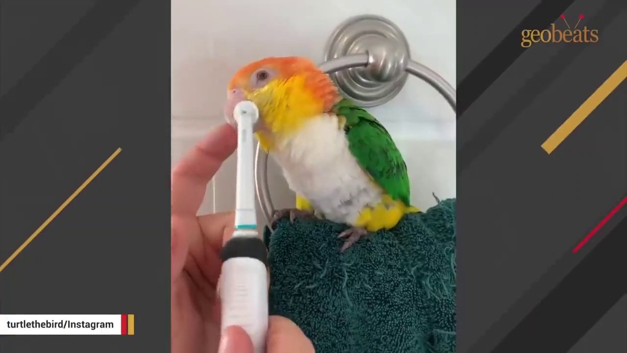 This rescued parrot is obsessed with electric toothbrushes