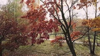 Stunningly beautiful & relaxing piano melody combined with the splendor autumn nature Аutumn music