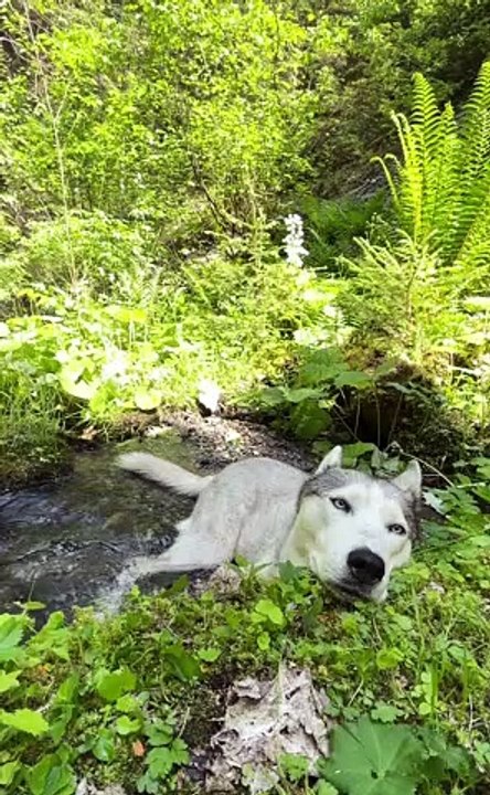 Husky Cools Off in Mountain Stream