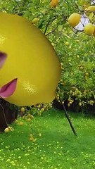 Sơn Tùng nhí nhố khi tạo trend quả chanh