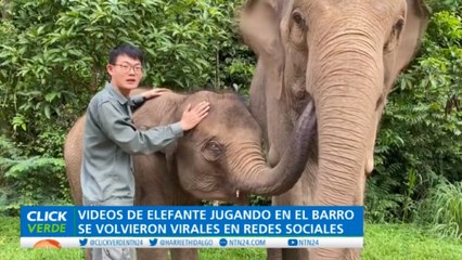 El pequeño elefante asiático que es sensación en las redes sociales
