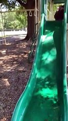 Syrian Bears Both Love Slide