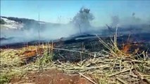 Bombeiros combatem incêndio em vegetação no Universitário