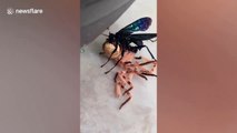 Cette guêpe noire ne fait qu'une bouchée de cette araignée...