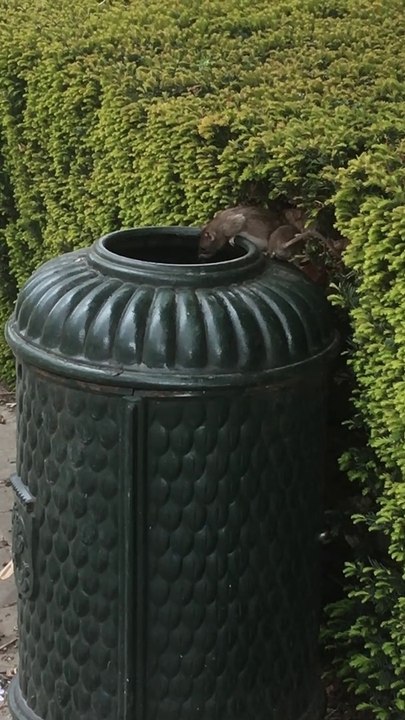 Rattenplaag in Brussel (Laeken)