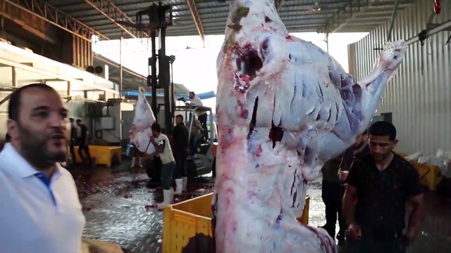 GAZZE - İHH, Gazze Şeridi'ndeki 6 bin 500 aileye kurban eti dağıttı