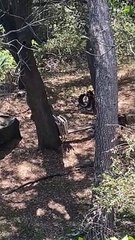 Bear Cubs Turn Backyard into Playground