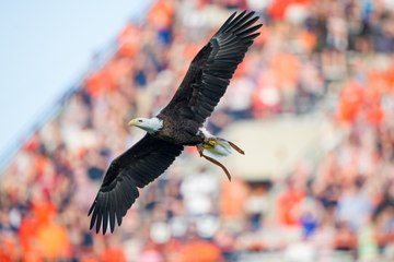 Auburn University’s Bald Eagle Set to Retire from Pre-Game Flights After 18 Years