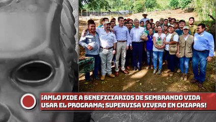 ¡AMLO pide a beneficiarios de Sembrando Vida hacer uso efectivo del programa; supervisa vivero en Chiapas!
