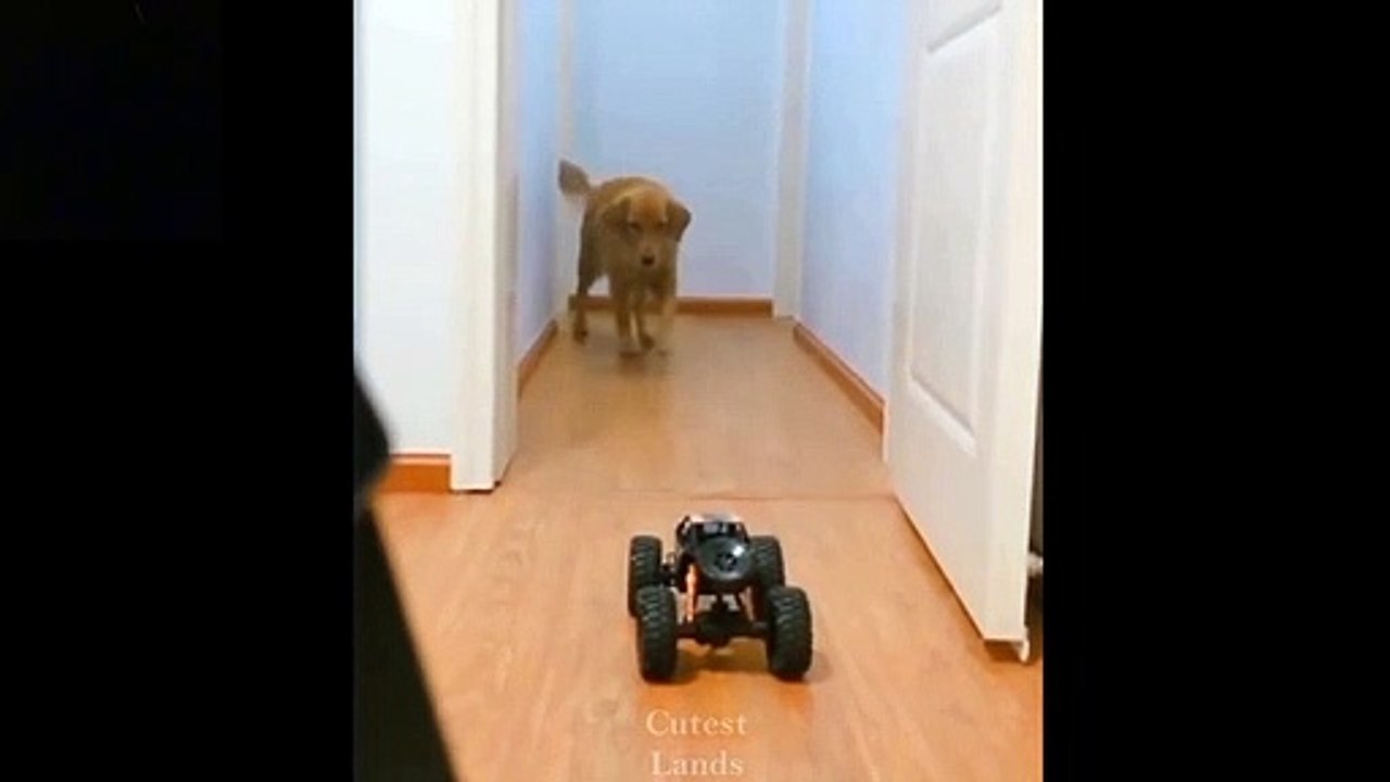 doggy panic