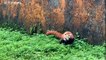فيديو | الهند تستقبل مولوداً جديداً من الباندا الأحمر المهدد بالانقراض