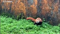 فيديو | الهند تستقبل مولوداً جديداً من الباندا الأحمر المهدد بالانقراض