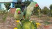24.Indian Ringneck and Alexandrine Parrot Natural Chirping Sounds